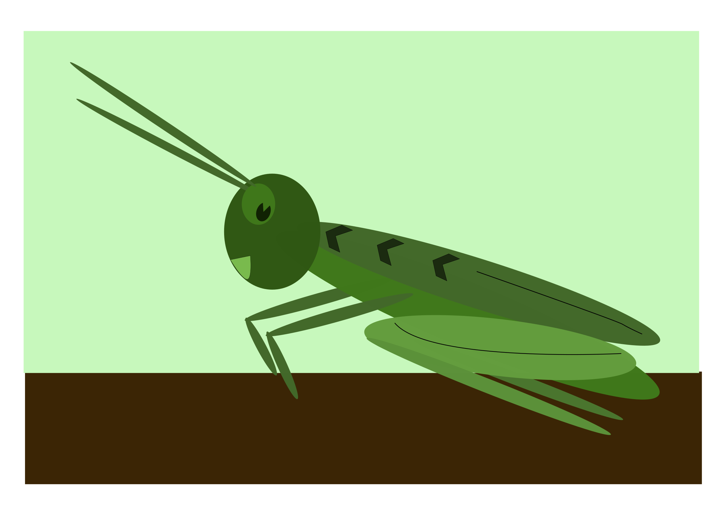 insects clipart grashopper