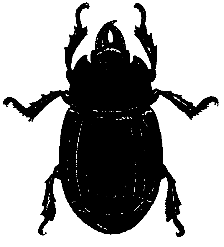 Midwest biological control news. Insects clipart darkling beetle