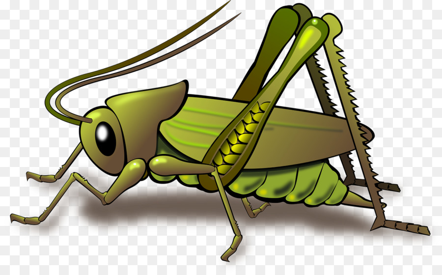 Cricket bug png beetle. Grasshopper clipart bettle