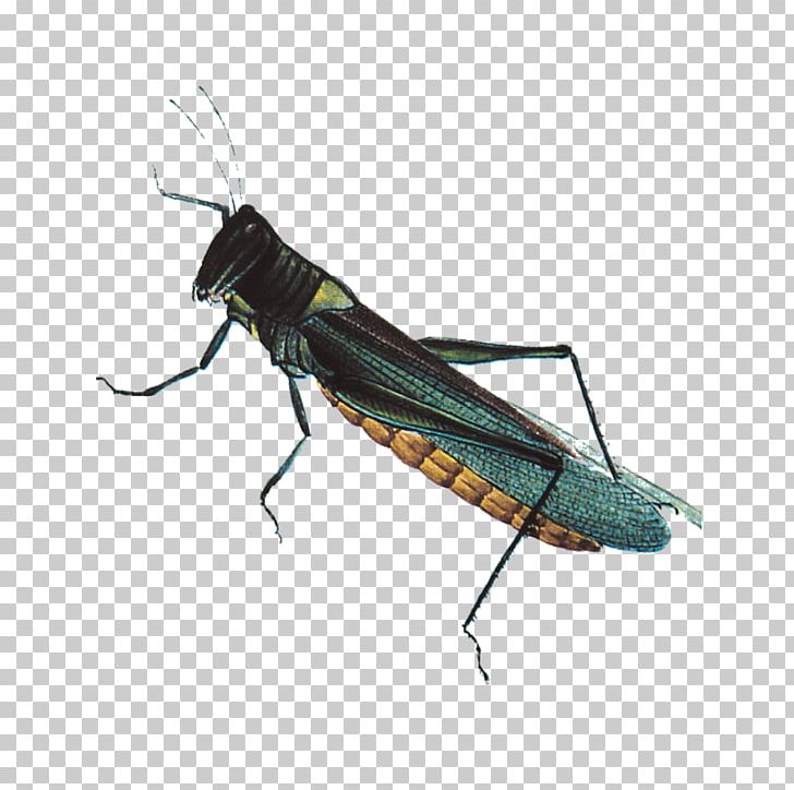 grasshopper clipart blue