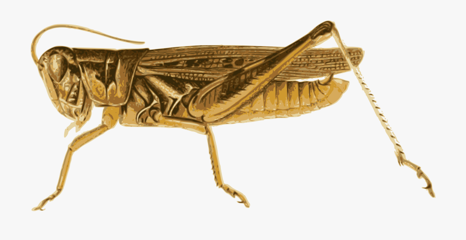 grasshopper clipart bug