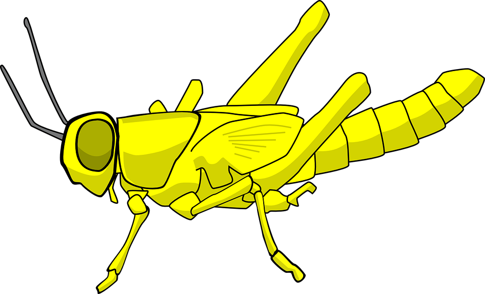 Grasshopper clipart clear. Don travis october courtesy