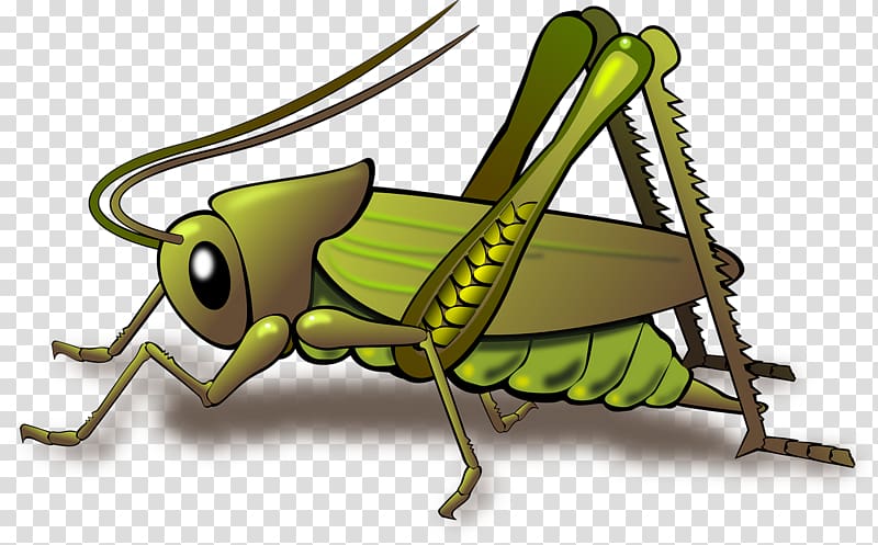 grasshopper clipart clear