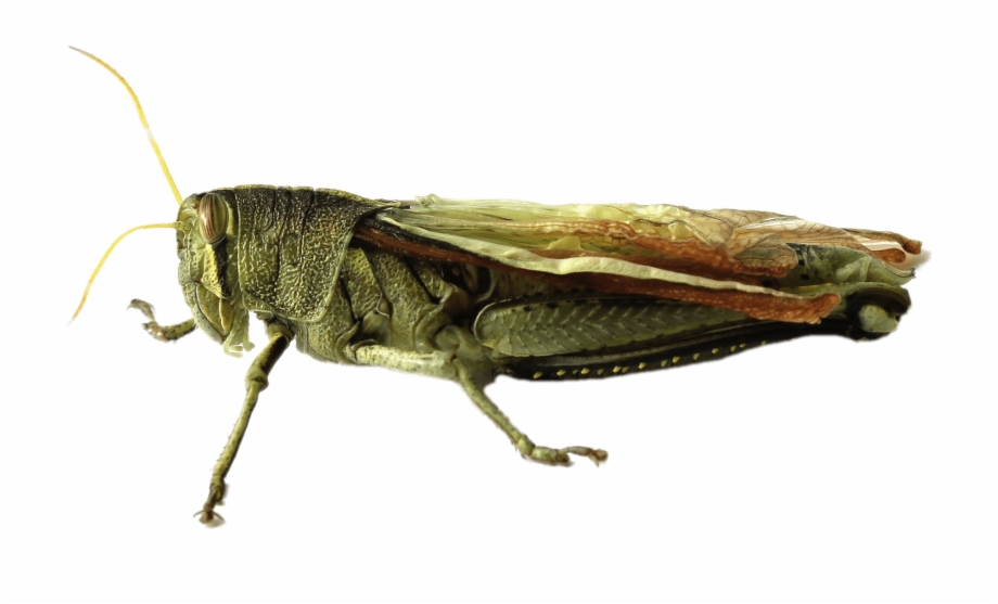 Png queen crickets free. Grasshopper clipart clear