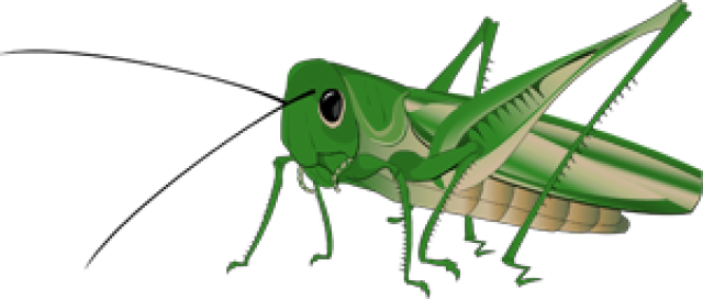grasshopper clipart clip art