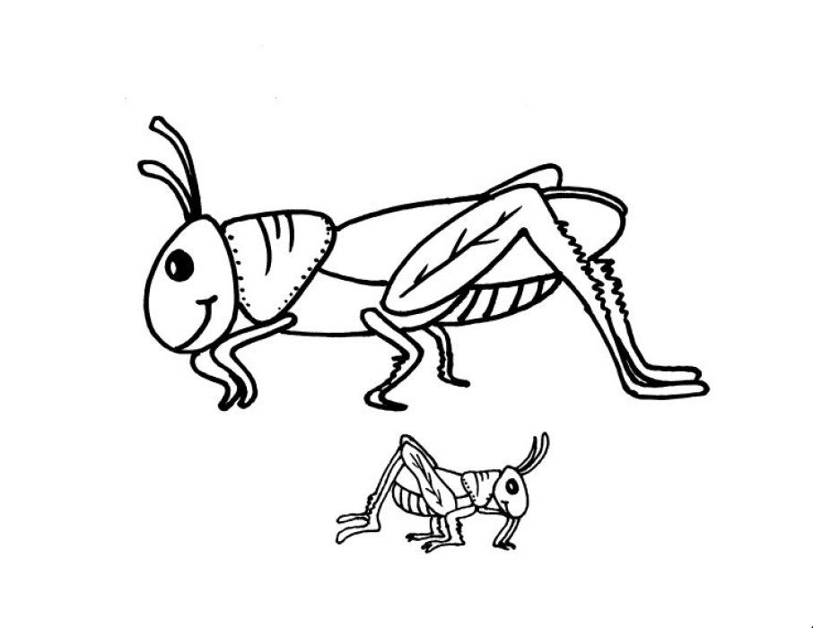 grasshopper clipart color