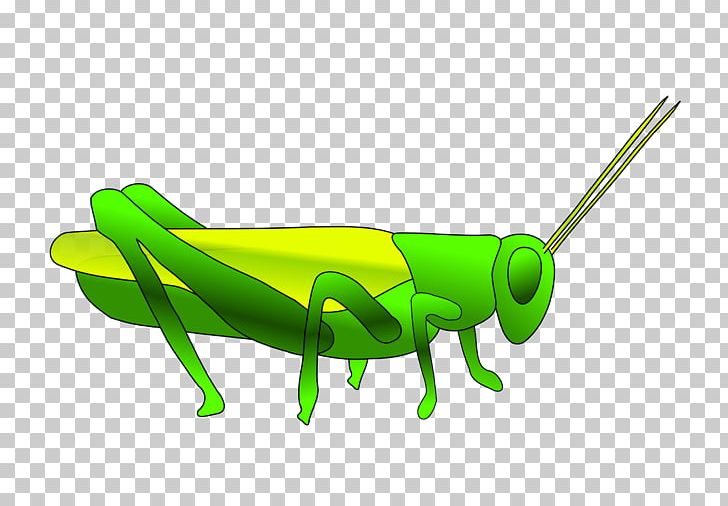 Grasshopper clipart cricket. Png blog clip art