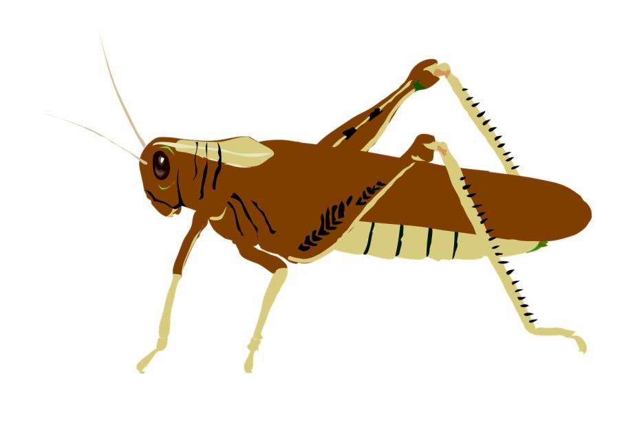 Clip art transparent png. Grasshopper clipart cricket