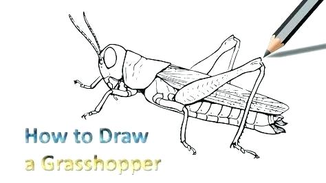 grasshopper clipart easy