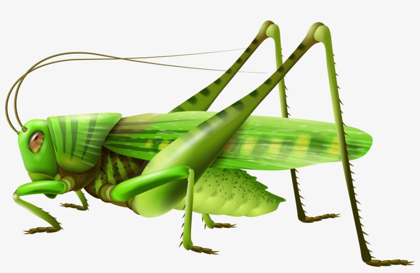 Grasshopper clipart flying. Top clip art png