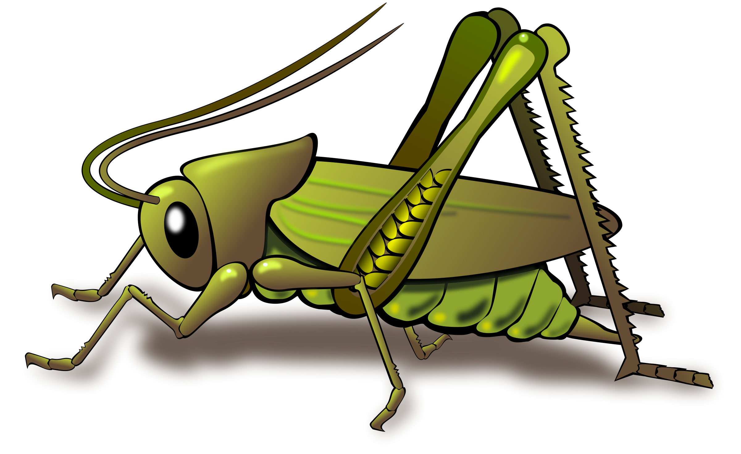 Grasshopper clipart flying. Free mean bug cliparts