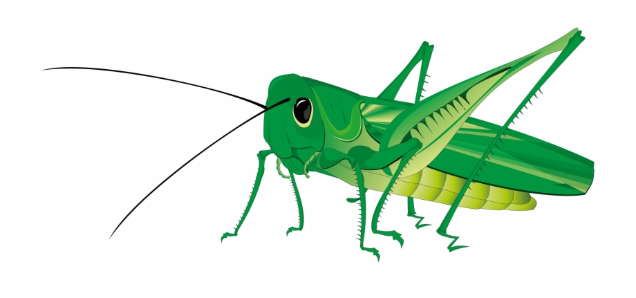 Cricket green transparent . Grasshopper clipart flying