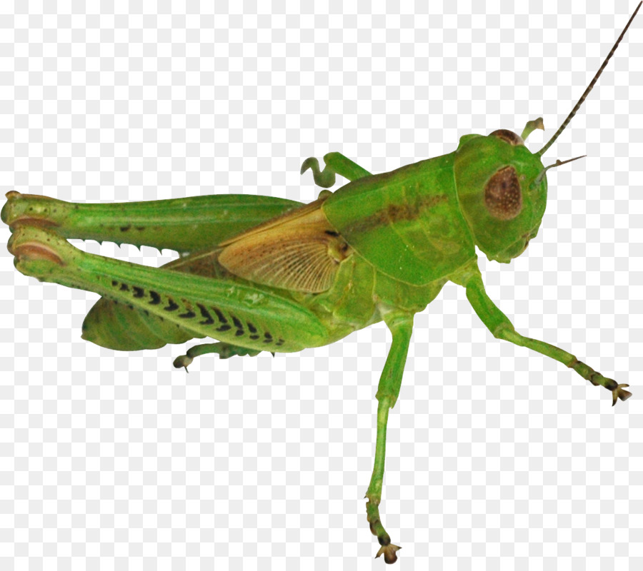 grasshopper clipart gambar