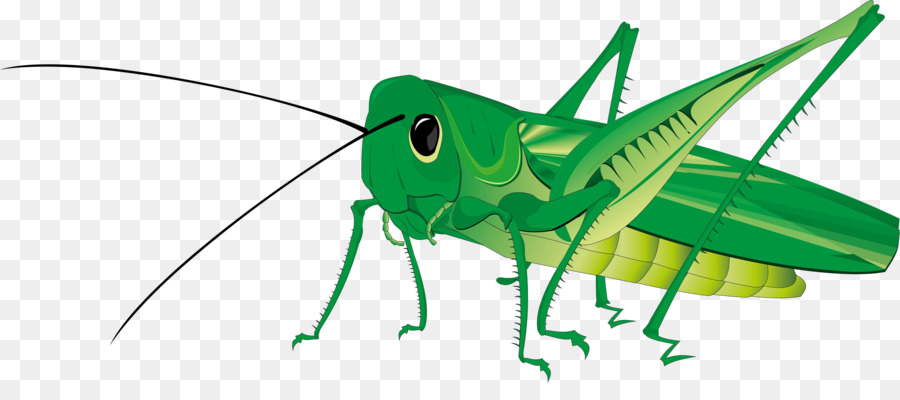 grasshopper clipart gambar