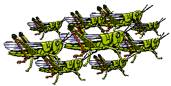 grasshopper clipart group