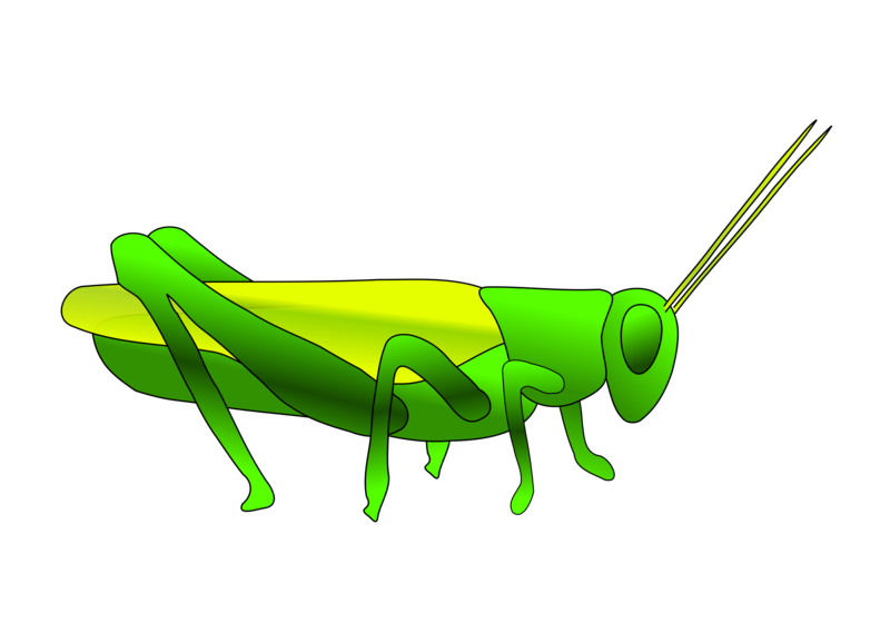 Grasshopper clipart invertebrate. Insect green cricket like
