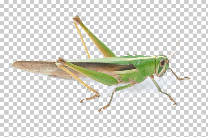 Grasshopper clipart invertebrate. Locust insect png 