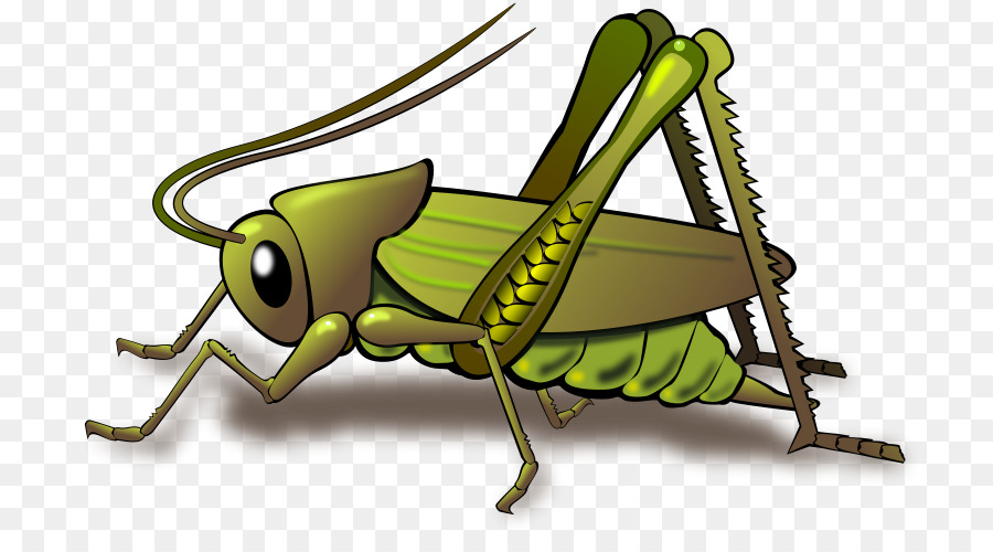 Grasshopper clipart invertebrate. Clip art cricket 
