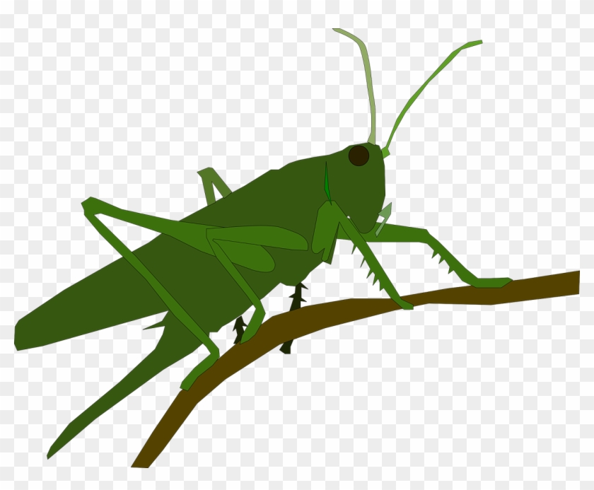 grasshopper clipart jumping