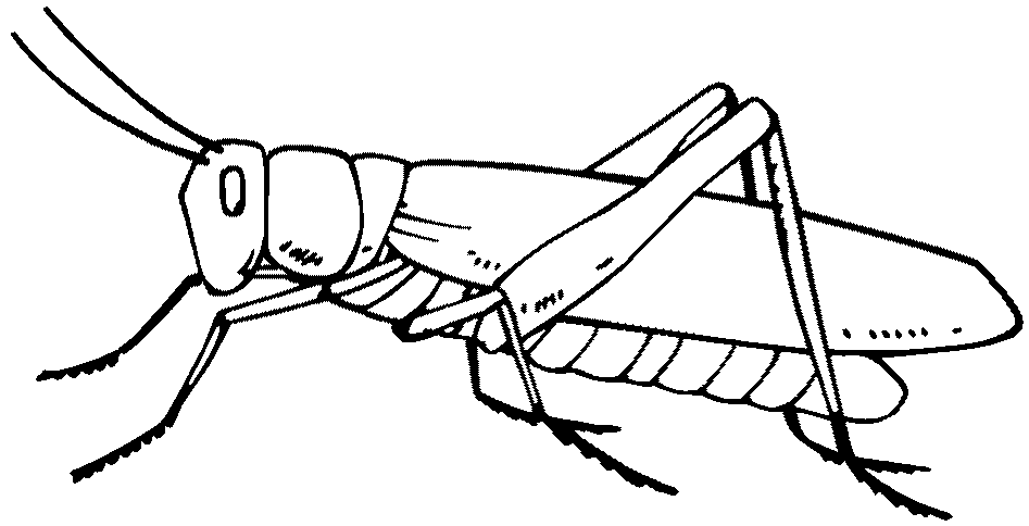 grasshopper clipart line