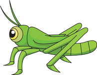 insect clipart grashopper