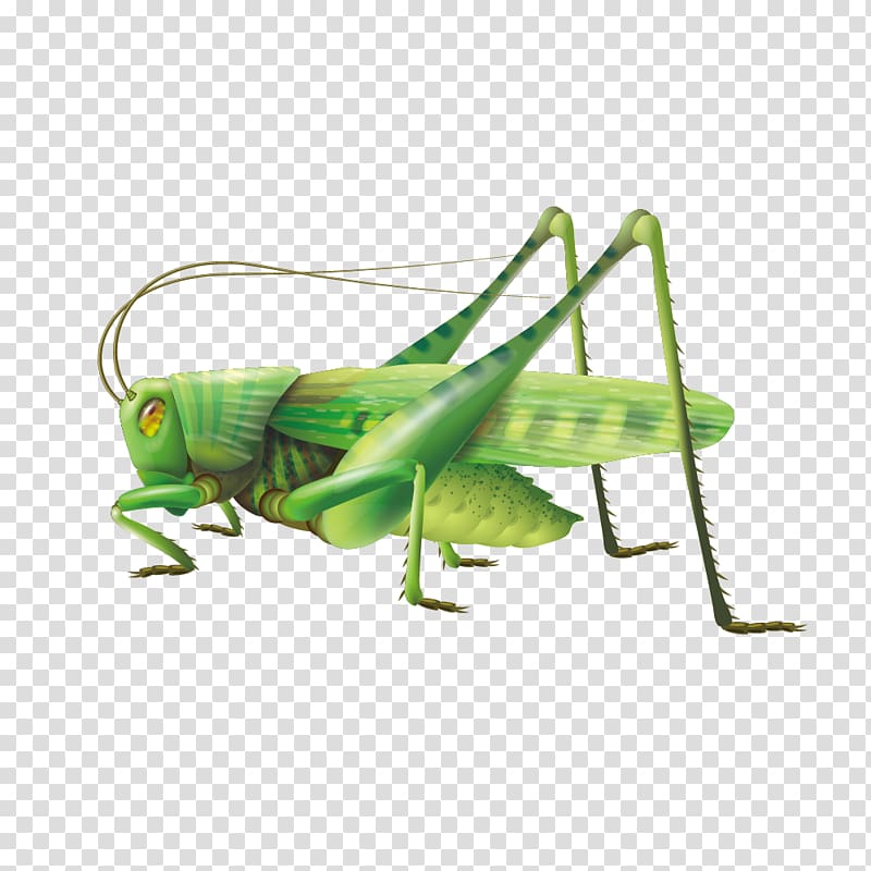 Vivid green transparent background. Grasshopper clipart logo