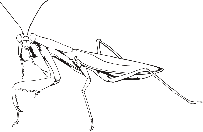 grasshopper clipart outline