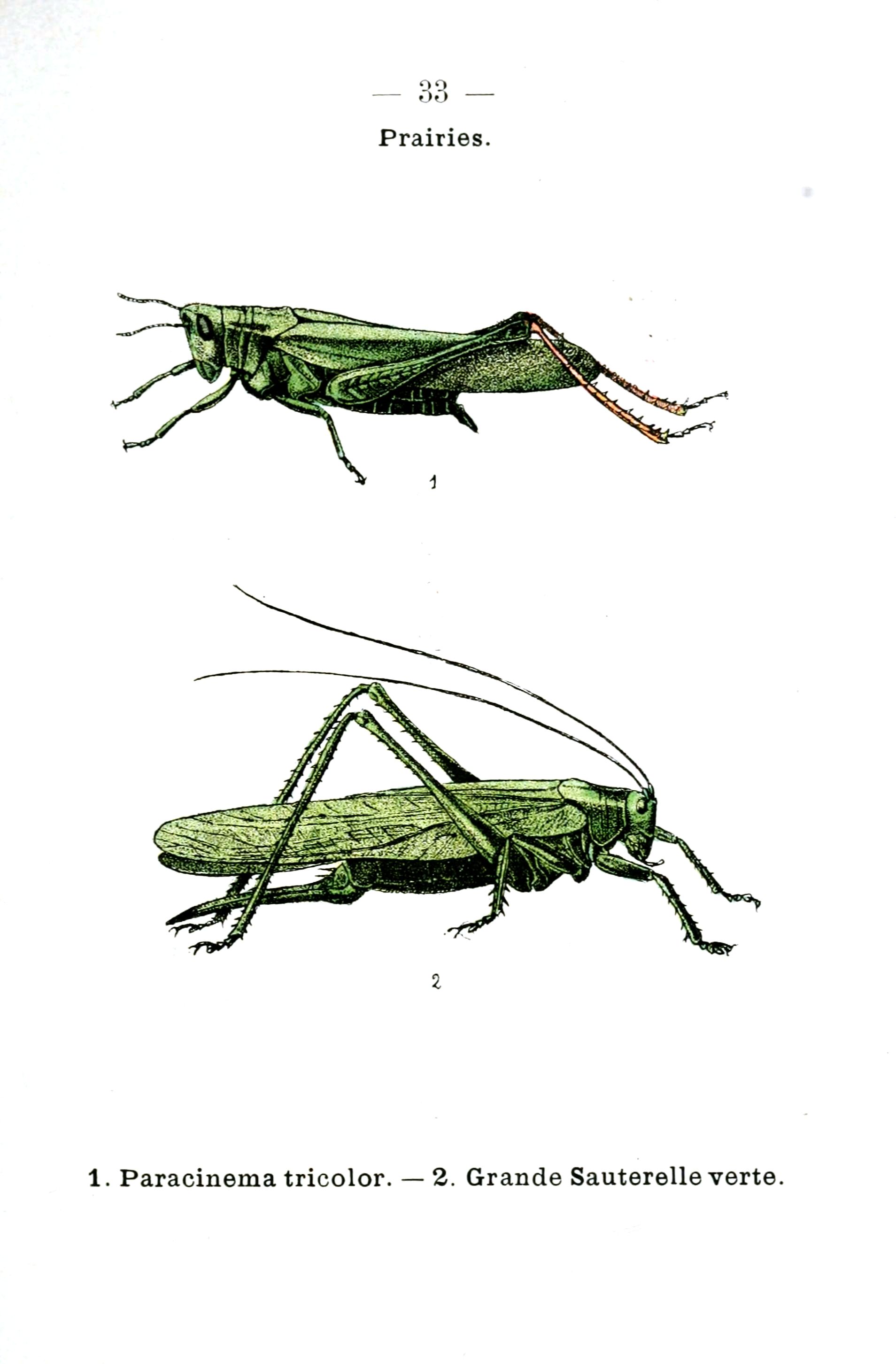 Grasshopper clipart pixel art. Vintage botanical prints google