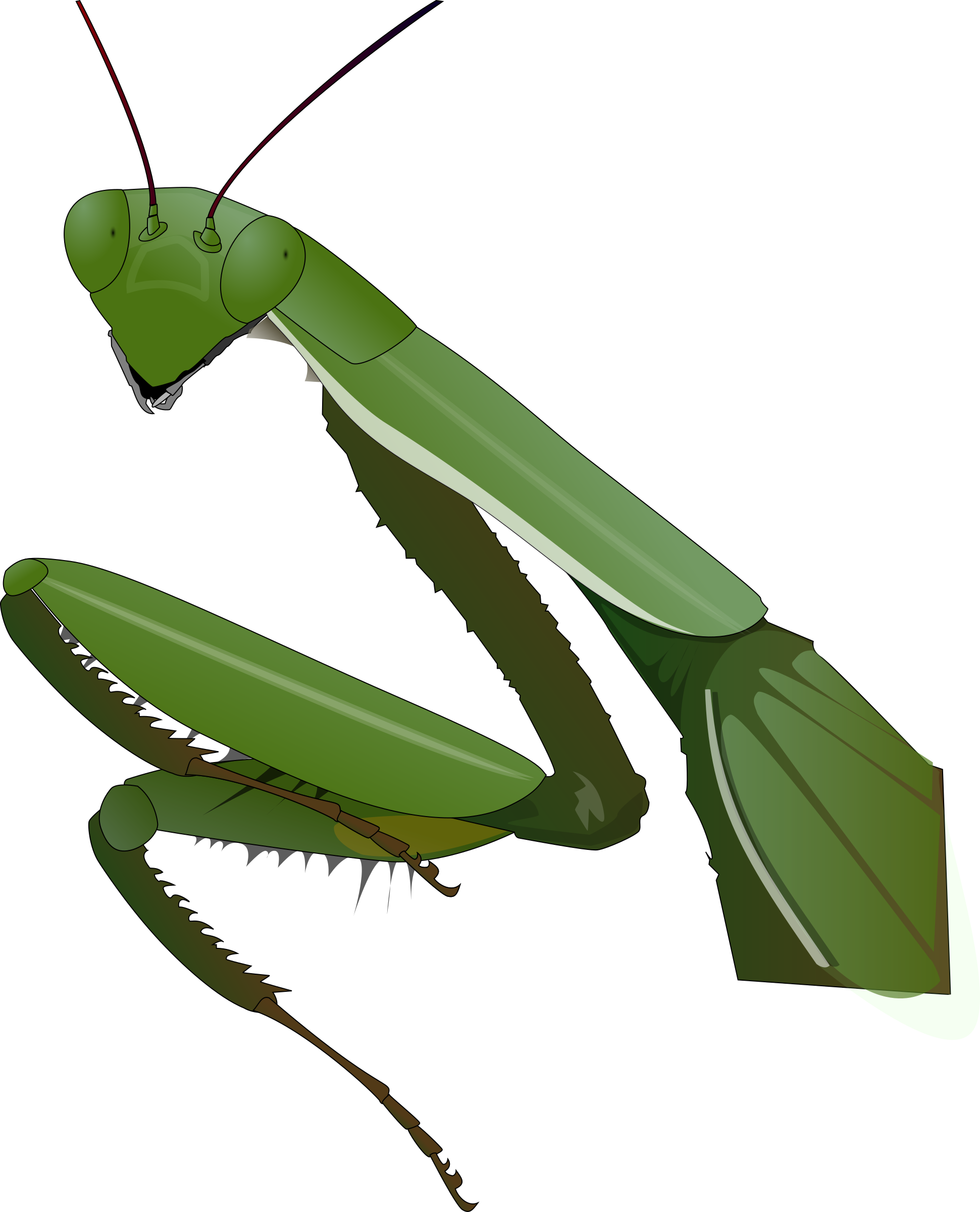 grasshopper clipart praying mantis