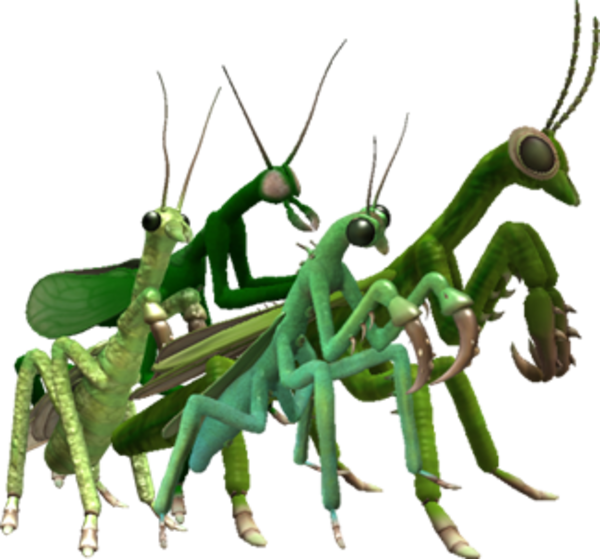 grasshopper clipart praying mantis