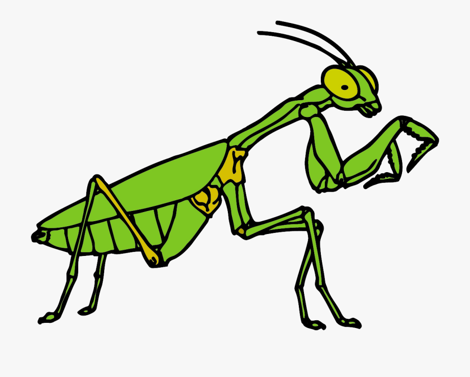 Free cliparts cartoons jing. Grasshopper clipart praying mantis