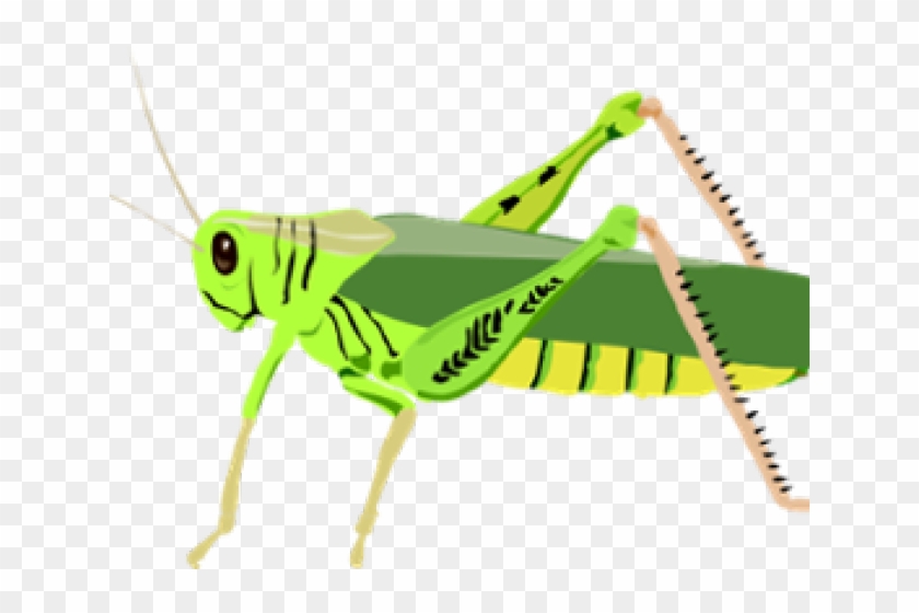 grasshopper clipart primary consumer