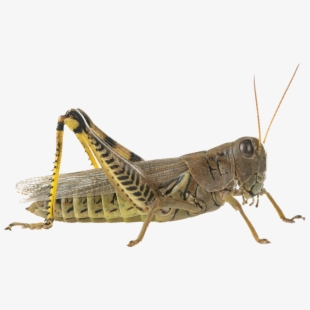 grasshopper clipart realistic