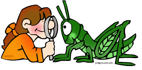 Grasshopper clipart science observation. Skills study guide flashcards