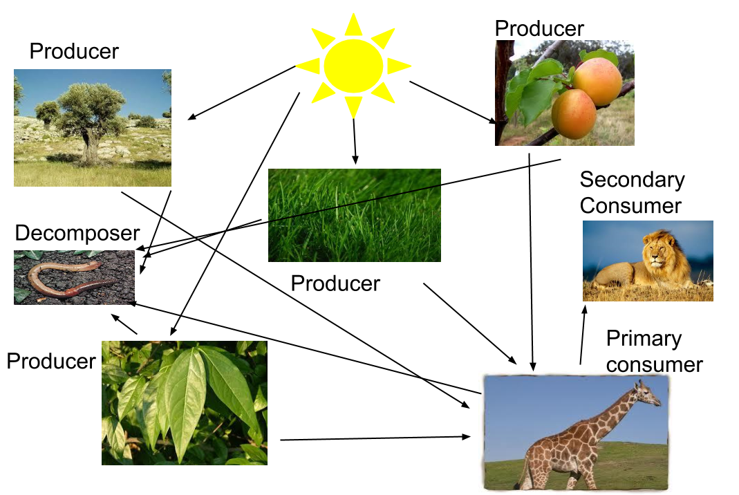 Producers food web in. Grasshopper clipart secondary consumer