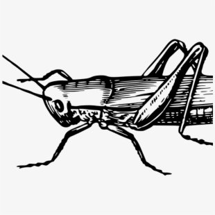 grasshopper clipart serangga