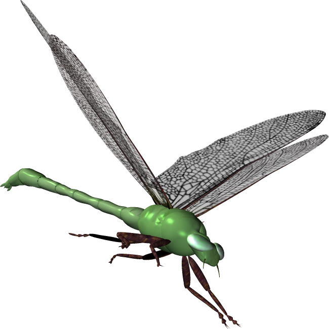 grasshopper clipart serangga