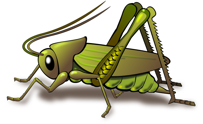 grasshopper clipart simple