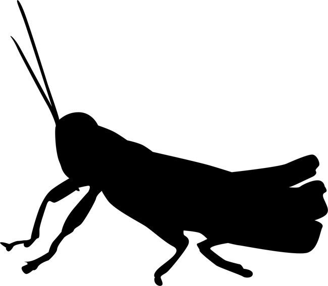 grasshopper clipart stencil