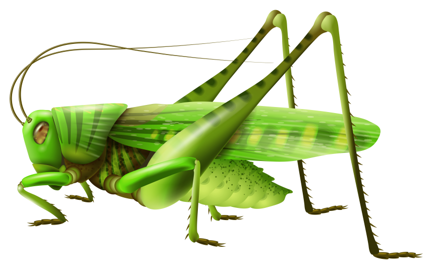 Png free images toppng. Grasshopper clipart transparent