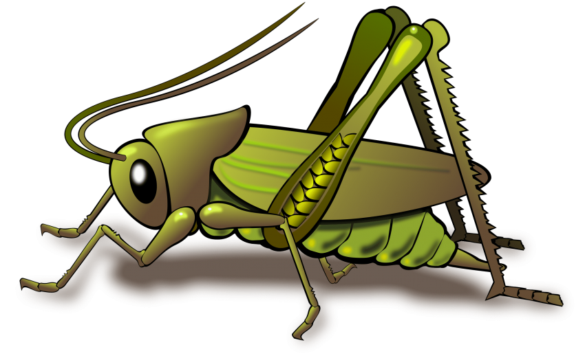 Grasshopper clipart transparent. Png free images toppng