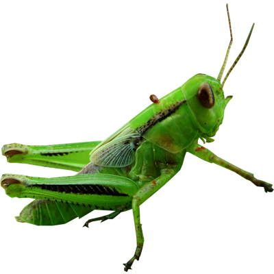 Png images free download. Grasshopper clipart transparent
