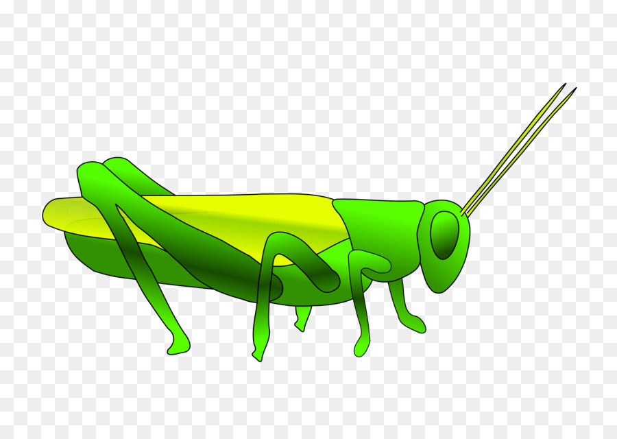 grasshopper clipart transparent