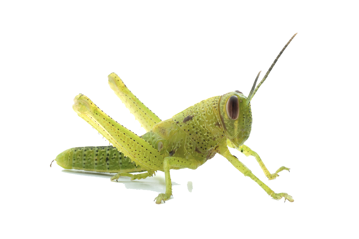 Grasshopper transparent