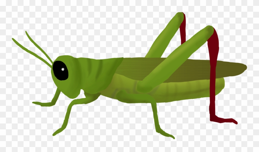 Mart png . Grasshopper clipart transparent