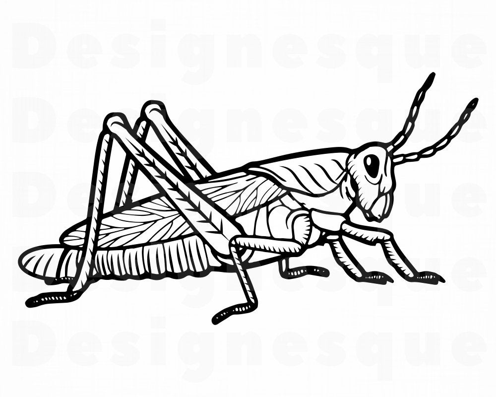 grasshopper clipart vector