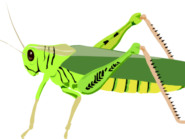 grasshopper clipart wing grasshopper