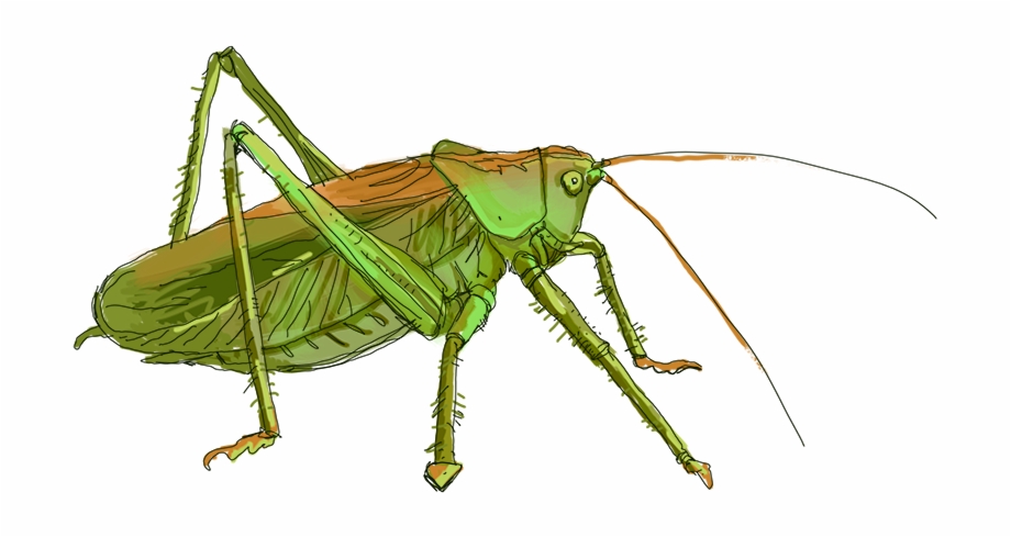 grasshopper clipart wing grasshopper