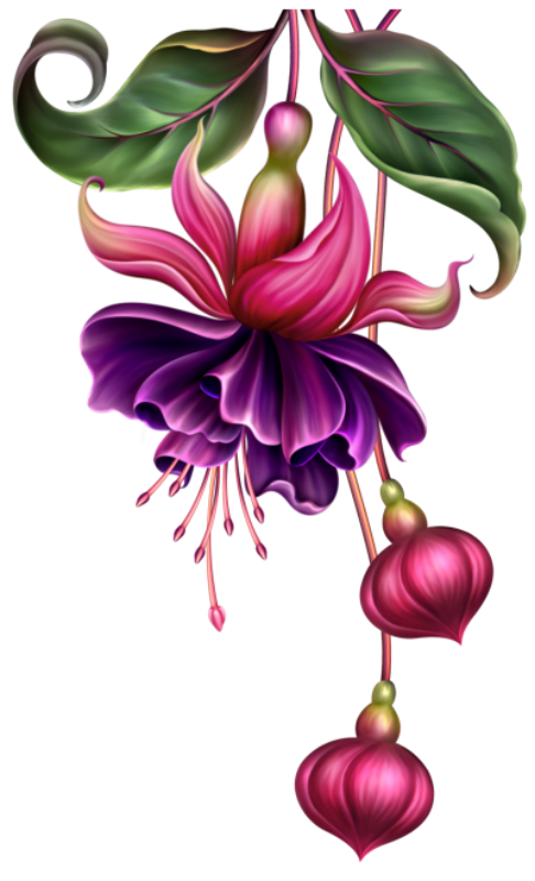 lily clipart fuchsia