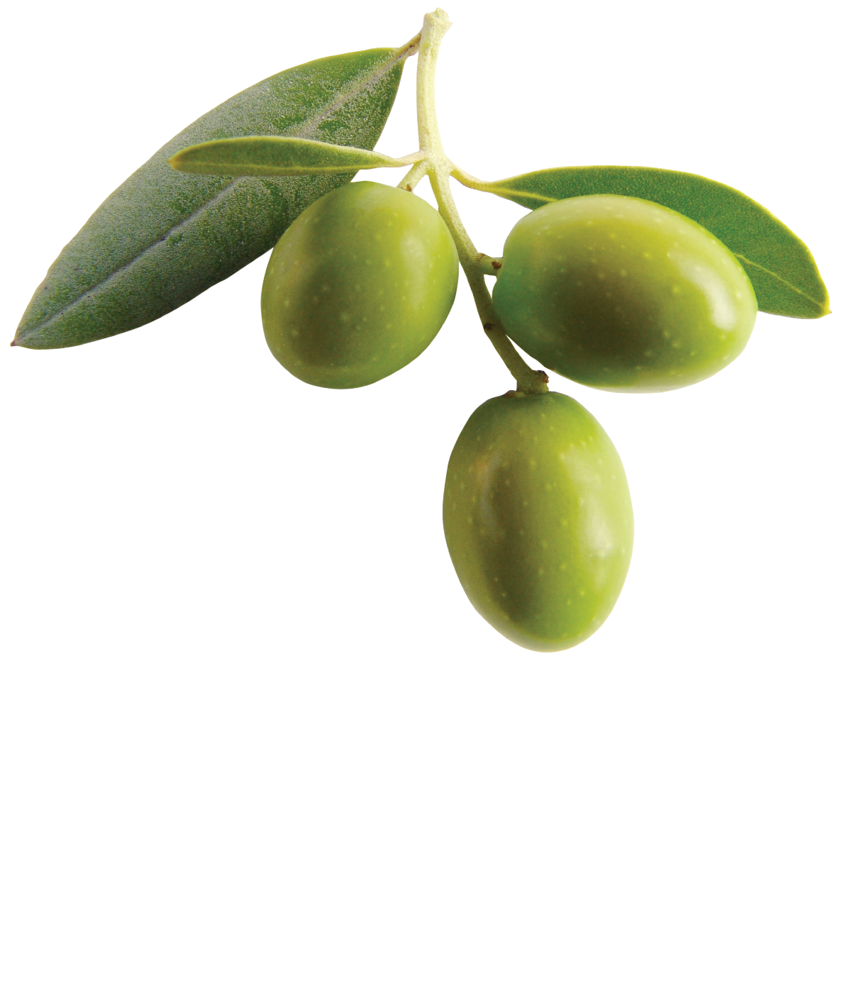 greek clipart olive branch